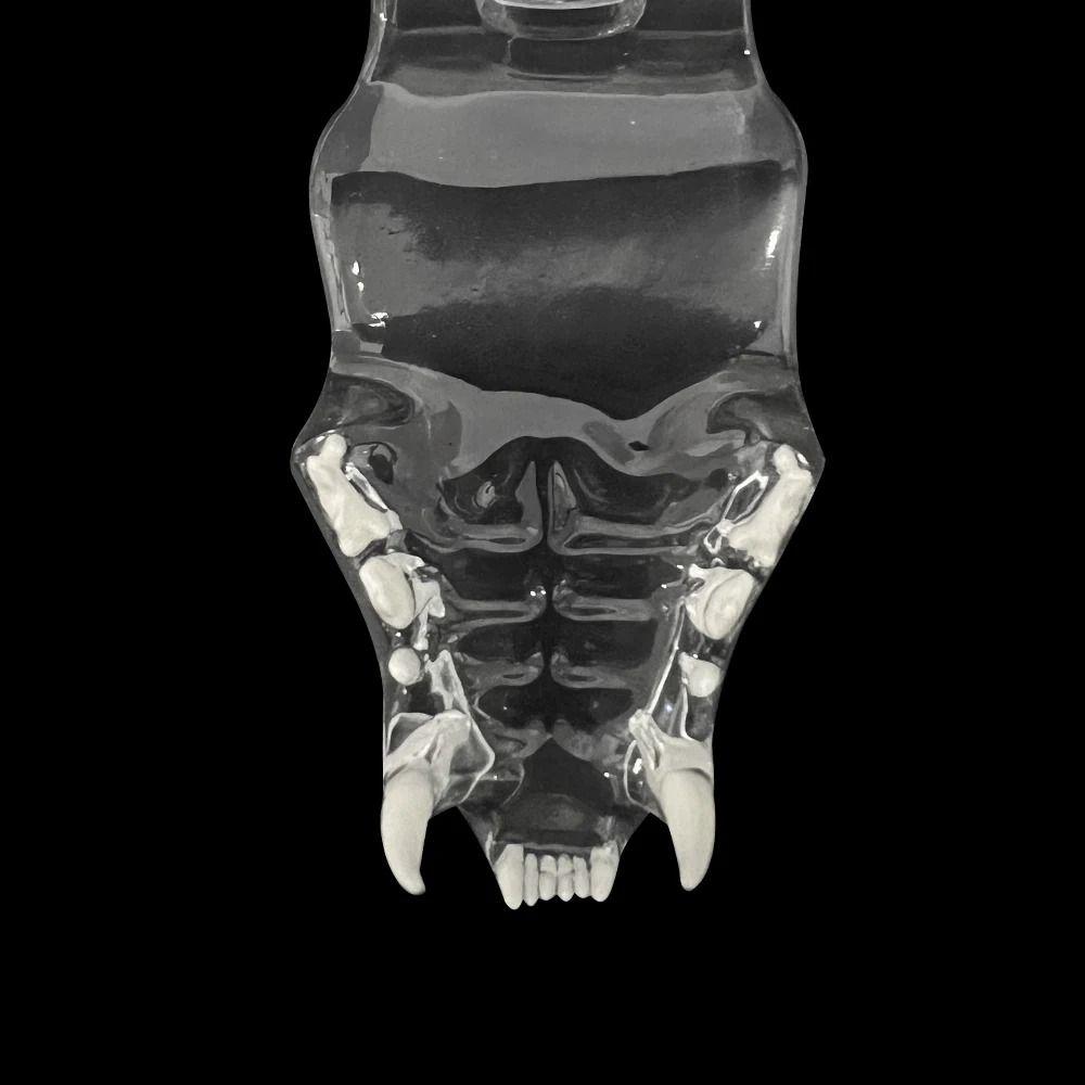 Educational Dog Tooth Model Dog Cat Rabbit Cat Clear Typodont Dental Teaching Canine Clinic