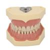 Стоматологическая учебная модель Мягкая десна 32 зуба Стоматологическая демонстрационная модель зубов для лаборатории клиники