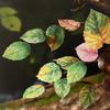 Journal GO 45pcs Creative Leaf PET Stickers Decor Scrapbooking Collage Junk Journal Planner Decor Leaves Sticker Stationery