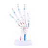 Hand Skeleton Model On Base Stand 1:1 Life Size Bendable Joint Muscle Colored PVC Human Finger Bone