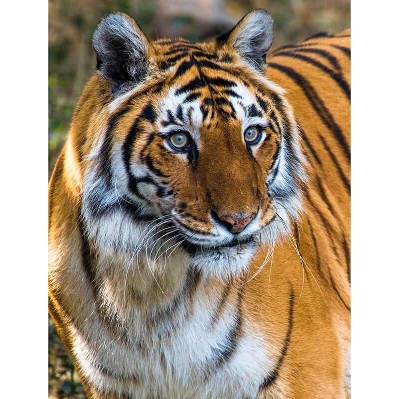 Новый 5D DIY алмазная живопись Тигр Алмазная вышивка животные пейзажи вышивка крестиком полная круглая дрель домашний декор ручной подарок