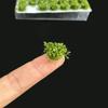 DIY Building Miniature Flower Cluster Railway Train Flower Grass Model  Sand Table