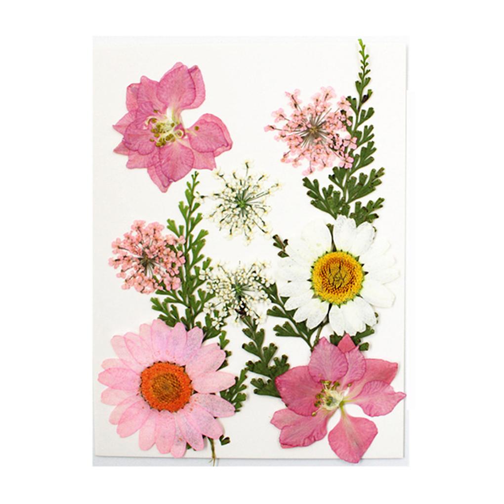 Набор сухоцветов DIY Инструменты Фотография Настоящие Цветы Наклейка Ручная работа Наполнитель Прессованный Образец Этикетка для Поделок Ожерелье