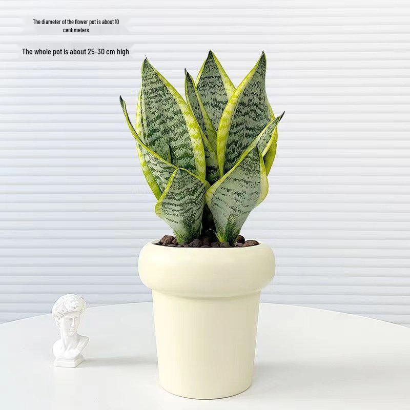 Golden-edged Tiger Pothos: Indoor Air-Purifying, Evergreen, Drought-Tolerant, Easy-Care Plant for Office or Home.