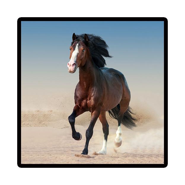 Art Picture Nordic Home Decor Canvas Painting Modern cuadros decoracion beautiful horse wall pictures Poster cute