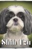 Книга Shih Tzu : Dog Breed Overview and Guide