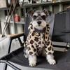 Leopard Print Warm Coat for Small/Medium Dogs: Schnauzer, French Bulldog, Bichon, Teddy