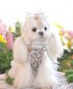 Small Dog Pet Accessories Pastoral Floral Thin All Seasons Vest Japan and South Korea Design Shih Tzu Poodle Model A062