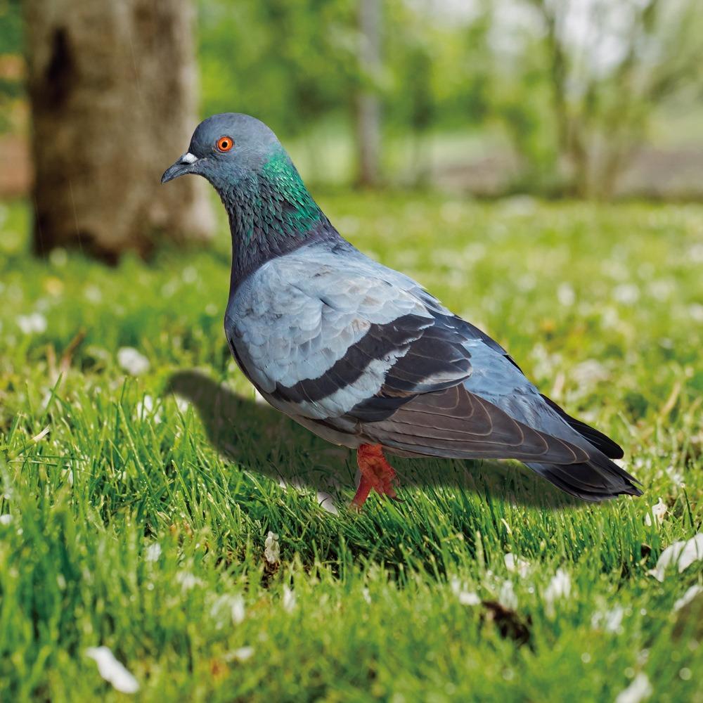 Double-Sided Printing Pigeon Sculpture Acrylic Pigeon Statues Wild Pigeon Decorations Realistic