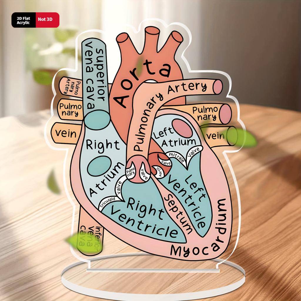 2D Модель Анатомии Сердца из Акрила - Образовательный и Декоративный Учебный Инструмент для Дома, Офиса, Класса, Клиники, Медицинского Кабинета