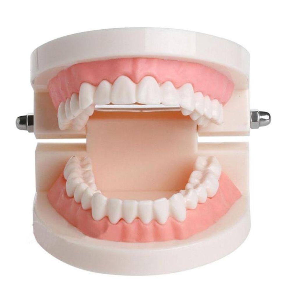Typodont Demonstration Study Flesh Pink Gums Denture Model Teeth Model Standard Teeth Model
