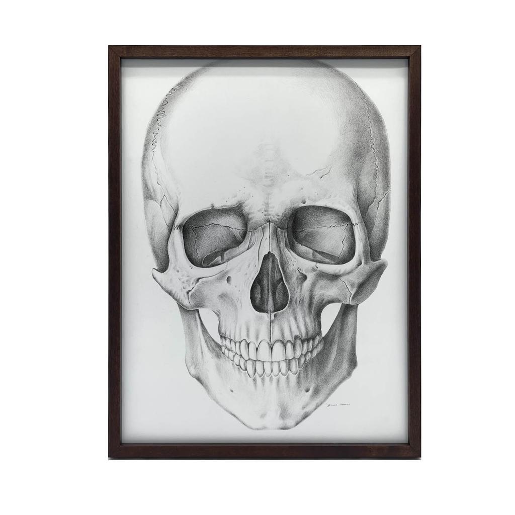 Czaszka (Front) - Plakat Anatomiczny Czaszka (Front) - Plakat Anatomiczny, 50X70 Cm, Bez Ramy, Płótno Premium Na Blejtramie