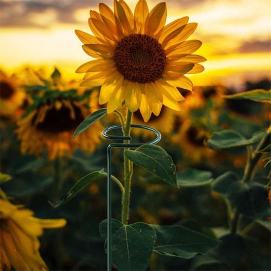 12 шт. Спиральные колышки для томатов, колышки для поддержки растений, колышки для вьющихся растений, для томатов, орхидеи-бабочки, цветов, для домашнего садоводства