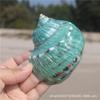 Натуральная раковина для пляжного домашнего декора и витрины