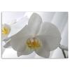 Canvas Print, White Orchids with Yellow Centre