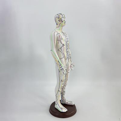 21,2-дюймовая высокая акупунктурная модель человеческого тела из ПВХ легкая с основанием для профессионалов