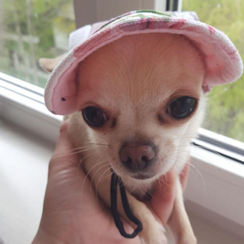 Бейсбольная кепка для собак, регулируемая бейсбольная кепка для спорта на открытом воздухе, защита от солнца для собак, козырек от солнца, наряд для щенка, маленькой собаки, домашнего животного, кошки