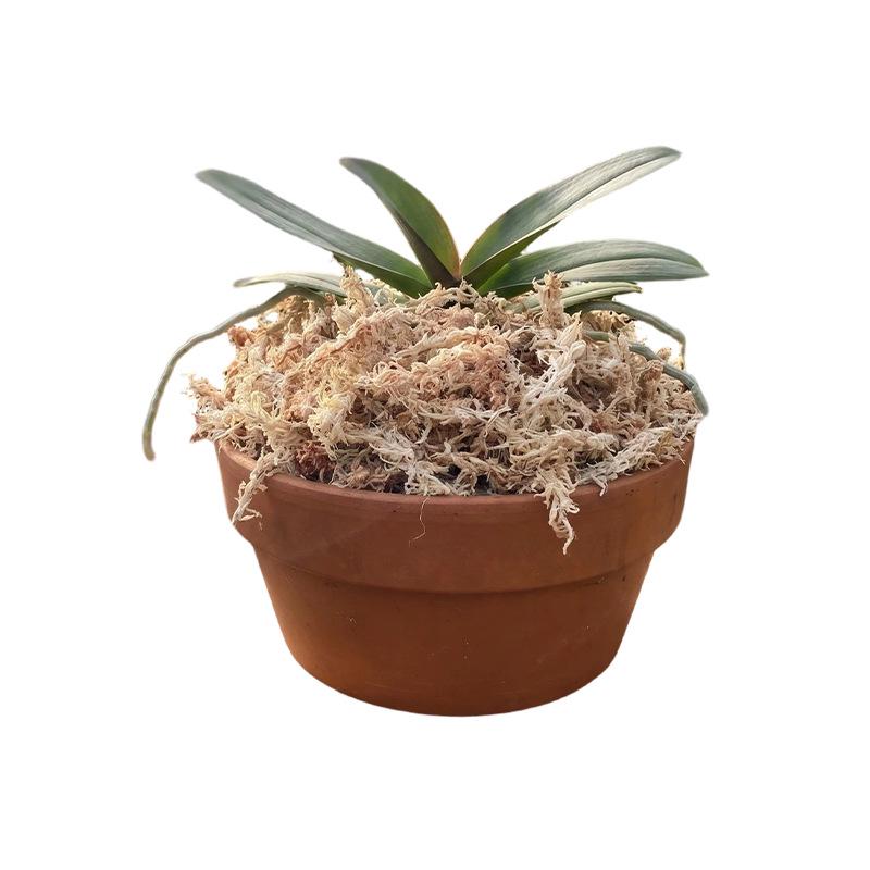 Chilean Five-Star Sphagnum Moss: Water-Retentive, Breathable Medium for Orchids, Carnivorous Plants, Ferns, Dendrobiums, and Reptile Bedding