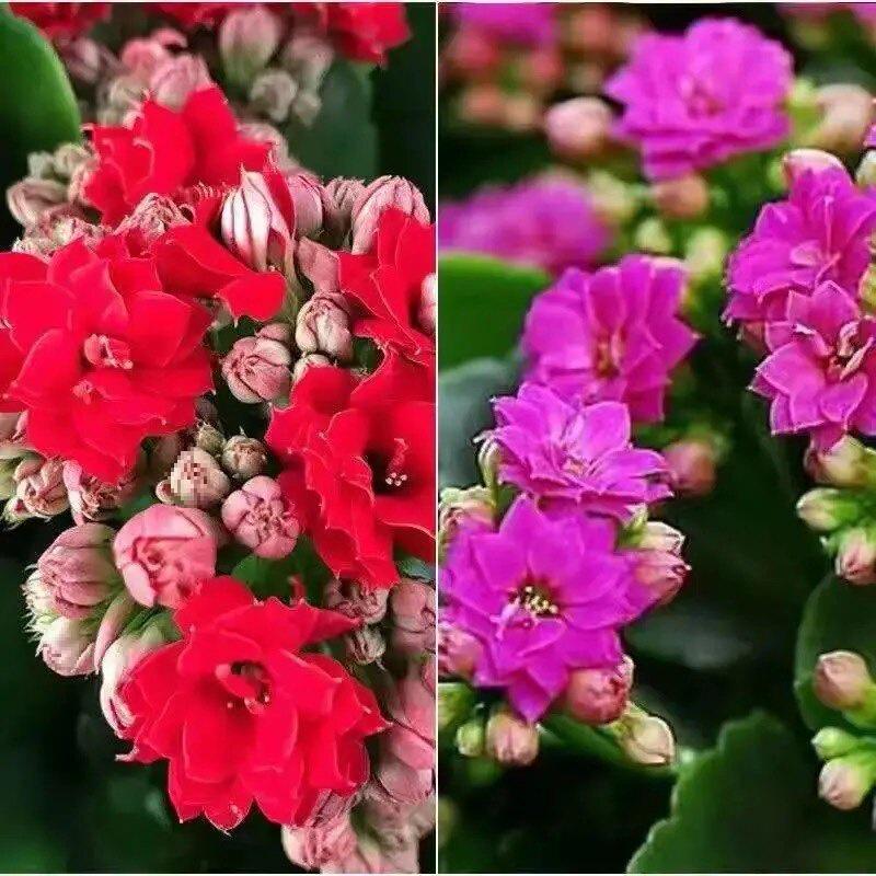 [Kalanchoe Double Petal] Four-Season Blooms Potted Plant for Indoor Balcony with Buds