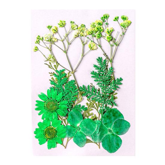 10 Pcs Pressed Dried Flowers Flat Real Dried Blooms All-Natural Colored Dried Flowers for DIY Crafts Scrapbooking Face Decoration