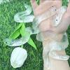 Transparent Fake Snake Prank Toy Soft Rubber Snake-Shaped Ornament  April Fools Day