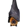 Bat Christmas Ornament Gothic Hanging Bat Tree Decoration Realistic Upside-Down Bat Christmas Tree Ornament for Holiday Home Decor