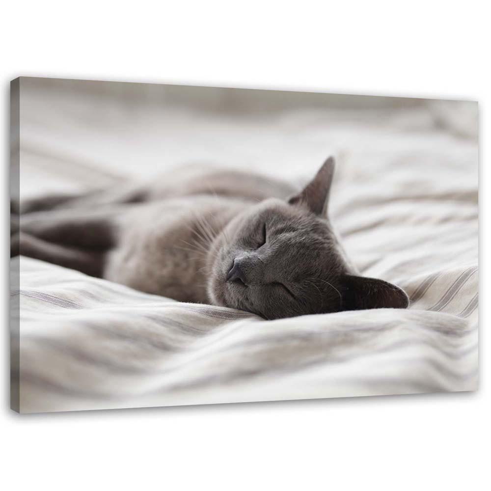 Canvas print, Sleeping Cat