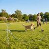 Double Hook Wire Rope Leash Spiral Shape Double Hook Leash Easy Setup Dog Anchor Stake  Camping Use