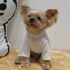 Korean-Style Autumn/Winter Four-Legged Pet Shirt for Small Dogs