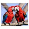 5D DIY Алмазная картина Попугай Алмазная вышивка Животное Вышивка крестом
