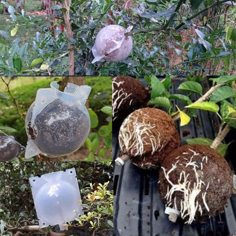 Коробка для укоренения растений, прививка для укоренения, ящик для разведения, чехол для сада, внутреннего садоводства и гидропоники