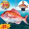 Ultra-Realistic Life-Sized Red Sea Bream Plush Toy Cushion 80cm Jigging Figure Toy Fish Display