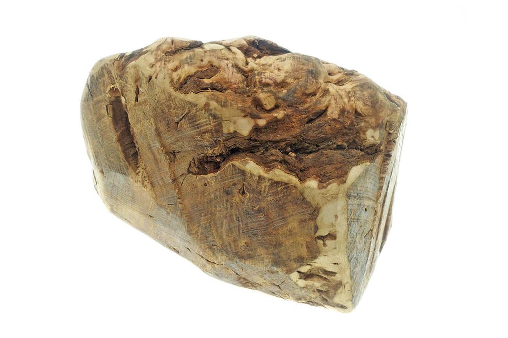 Briar Root Chew 4DOGS Size XXL