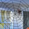 Halloween Decoration Fixable Simulation Spider-Web Decorative Props For Home
