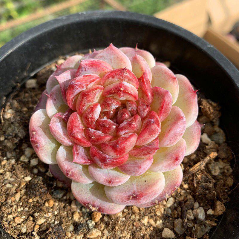 Korean Sugar Heart Velvet Succulent Plants - Potted Decor for Beginners, Office, and Radiation Protection