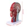 Human Anatomical Half Head Face Anatomy Medical Brain Neck Median Section Nerv Blood Vessel Teaching