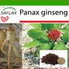 Korean Ginseng - 10 Seeds - With Potting Substrate for Better Cultivation - Panax Ginseng