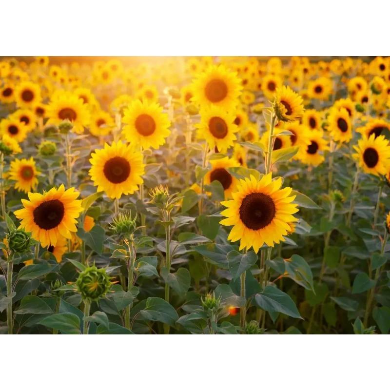 Поле подсолнухов на закате Солнечный пейзаж Художественные постеры Холст Живопись Настенные принты Картины для гостиной Домашний декор Cuadros