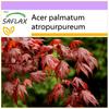 Red Japanese Maple - 20 Seeds - Acer Palmatum