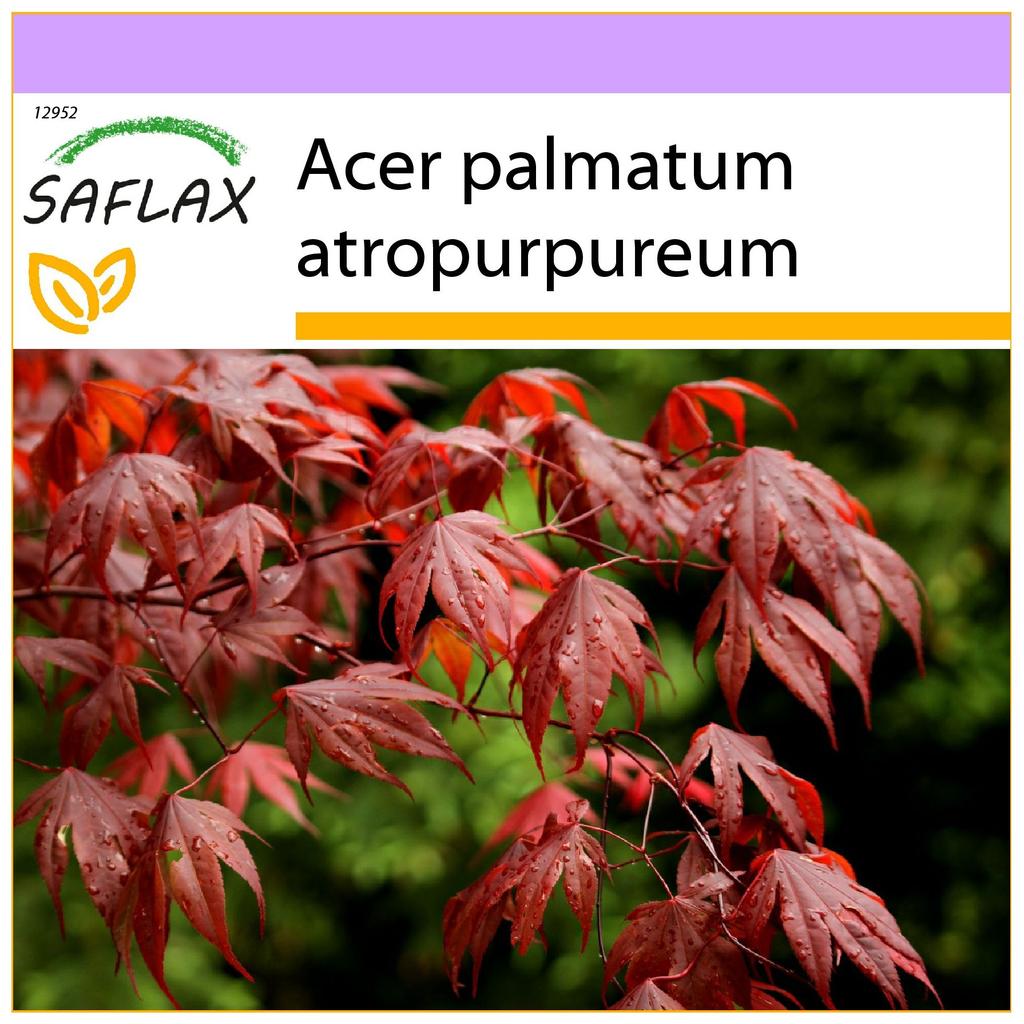 SAFLAX Клен японский красный - 20 семян - Acer palmatum