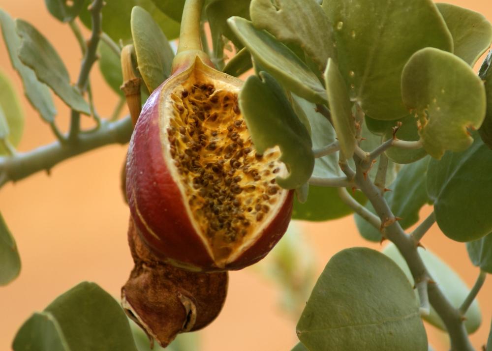 SAFLAX Garden in the Bag - Каперсы - 25 семян - С субстратом в подходящем пакете - Capparis spinosa