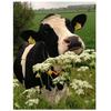 Алмазная мозаика Корова Алмазная картина 5D Новые поступления Набор для вышивания Наборы для алмазной живописи Полная дрель