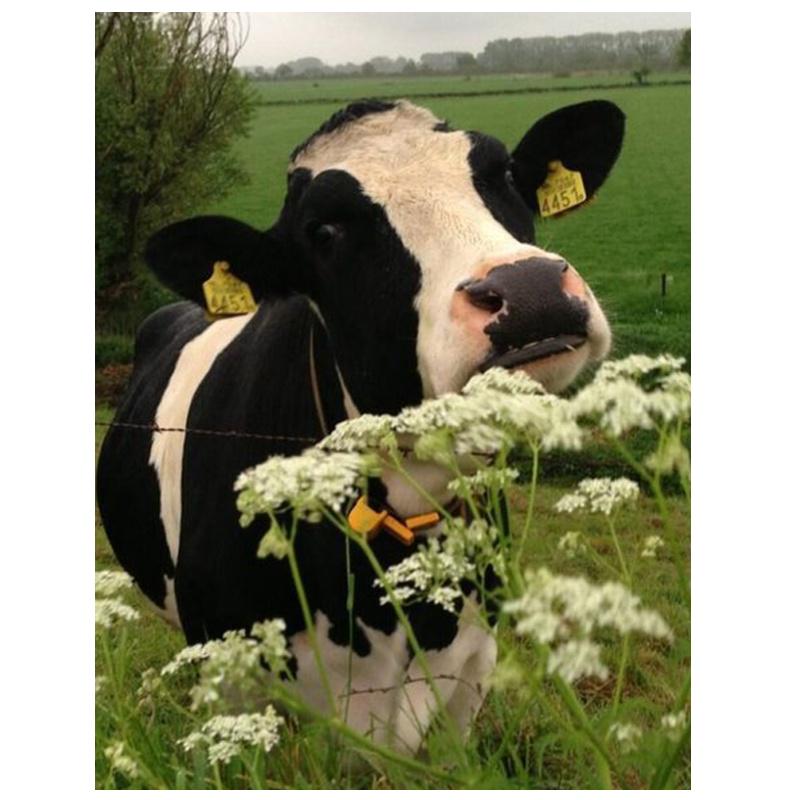 Алмазная мозаика Корова Алмазная картина 5D Новые поступления Набор для вышивания Наборы для алмазной живописи Полная дрель