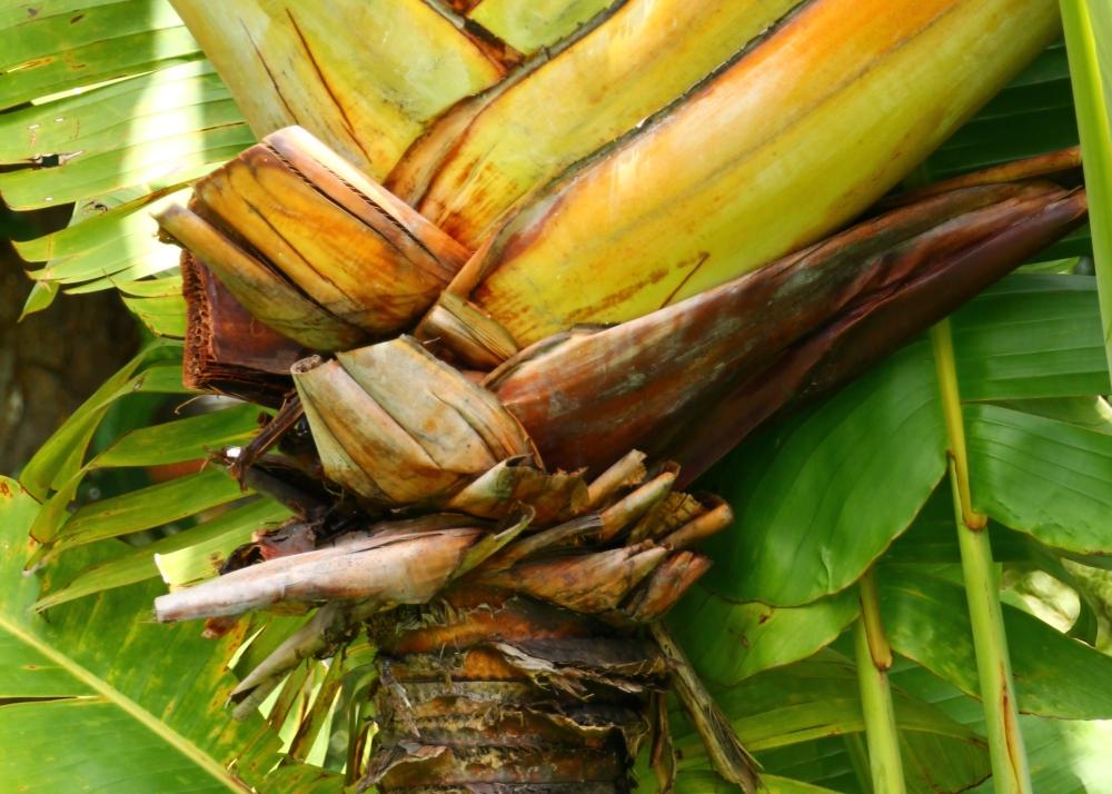 SAFLAX Дерево путешественника - 8 семян - Ravenala madagascariensis