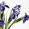 1Pcs Smooth PU Iris Flower High Detail Simulation Artificial Flower with Flexible Plastic Stem Wedding Decoration Party Garden