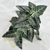 Bonsai Greenery Faux Featuring Maple And Alocasia Leaves For Hotel Decorate Room