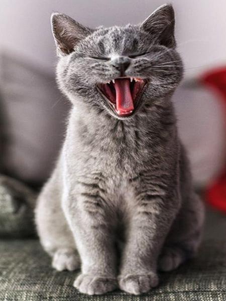 Алмазная картина Кот 5D DIY Алмазная вышивка Распродажа Вышивка крестиком Животные Стразы Мозаика Комплект украшения дома