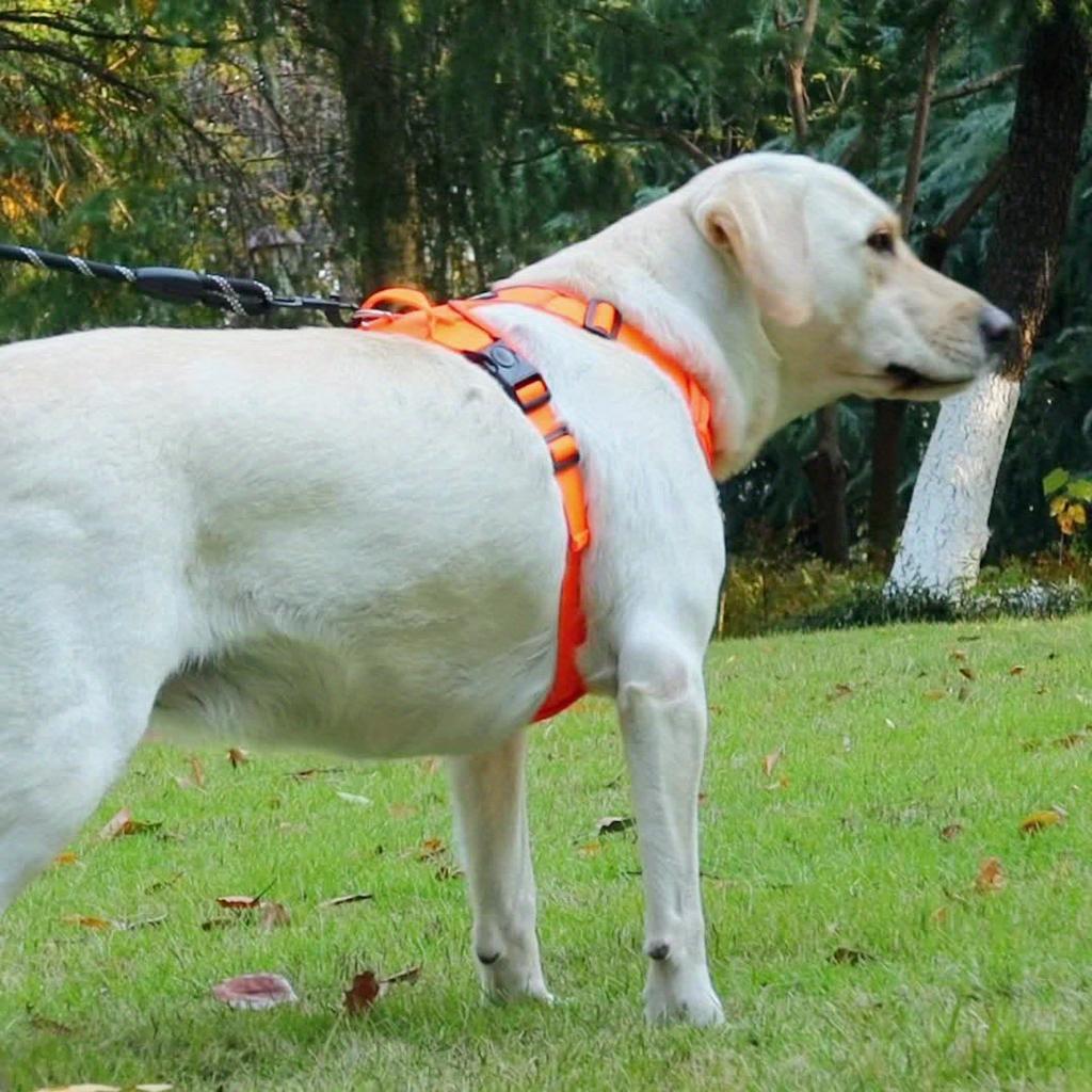 Регулируемая и взрывобезопасная шлейка и поводок для собак для безопасного и веселого отдыха на свежем воздухе с вашим питомцем #King's day