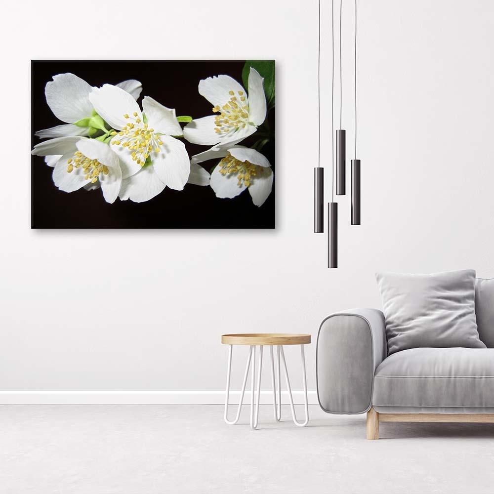 Canvas print, Flowering jasmine