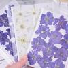 12Pcs Dried Flowers Creation Epoxy Resin DIY Pressed Long-lasting Dried Flowers